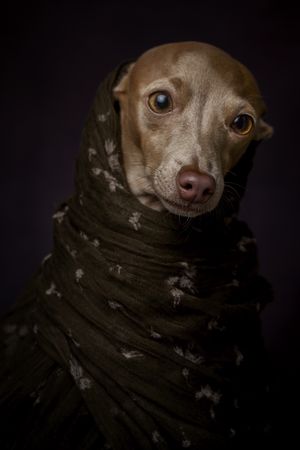 Italian Greyhound dog with scarf