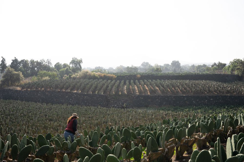 An adult woman is harvesting nopal with the hands in a huge field