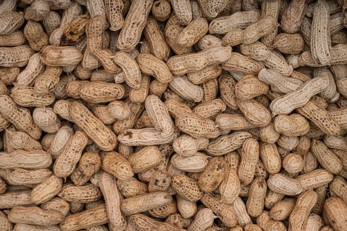 Freshly harvested and sun-dried peanuts
