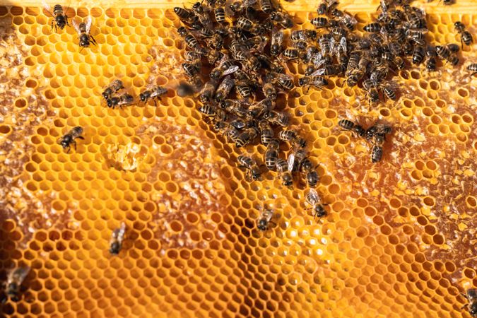 Bees on honeycomb in apiary