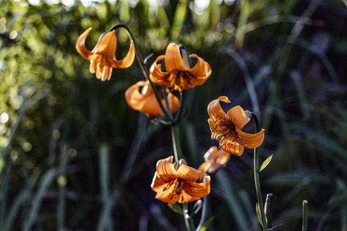 Orange tiger lily flowers growing in the sun