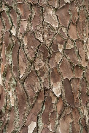 Close up of a ceder tree bark pattern in a full frame image