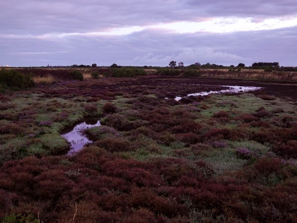 Marshland with stream at sunrise on Ile de Re, France