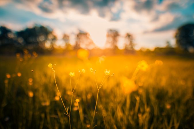 Sunset over a green field with yellow flowers in foreground