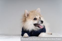 Portrait of adorable Pomeranian dog lying on floor in sweater  5Q2mWe
