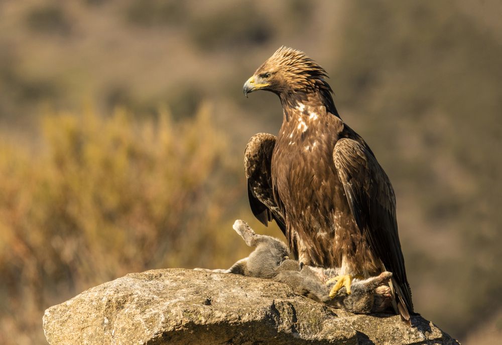 Furious wild eagle with a rabbit