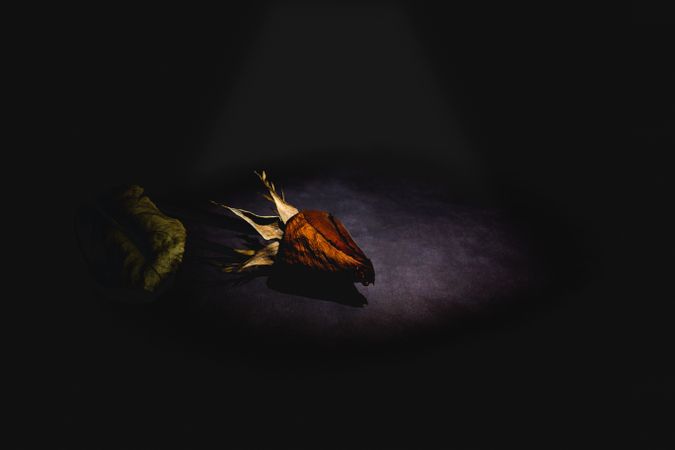 Dry red rose with dark background