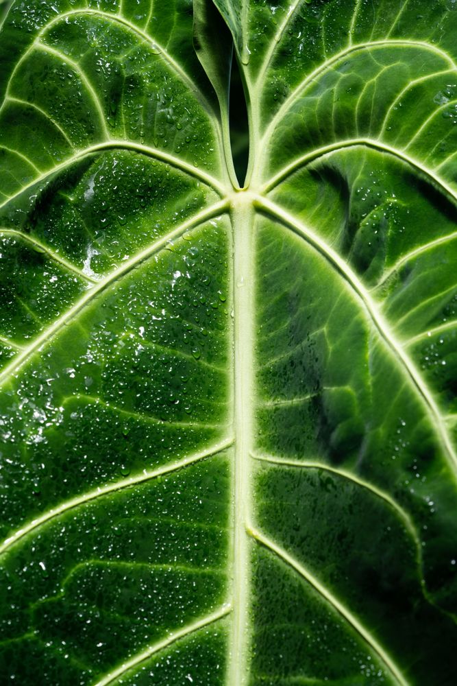 Textured wet huge leaf