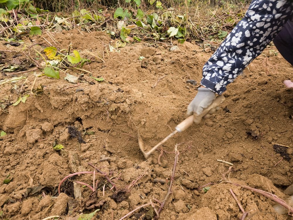 Crops grown by a farmer in his garden