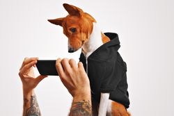 Dog looking at man’s smart phone