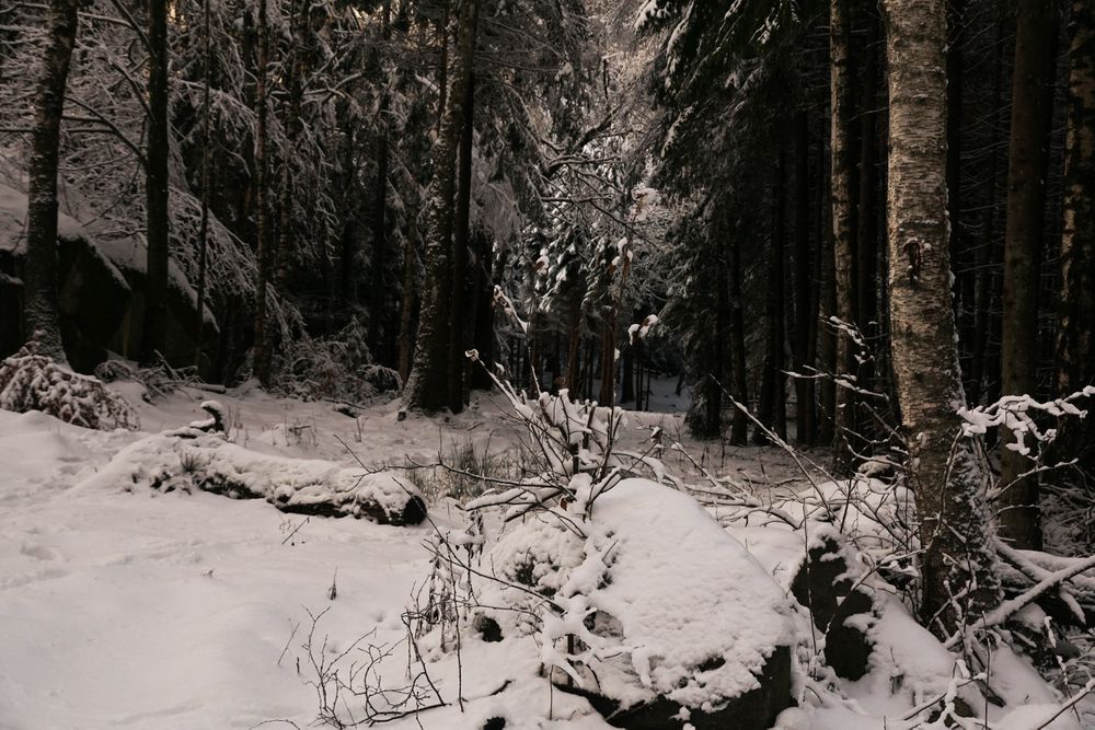 Winter forest with snowy trees