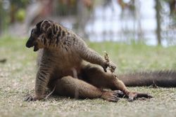 Funny lemur looking away