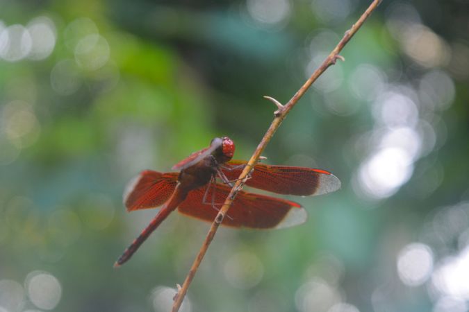 Close-up of a bright red dragonfly attached to a plant on a blurry background