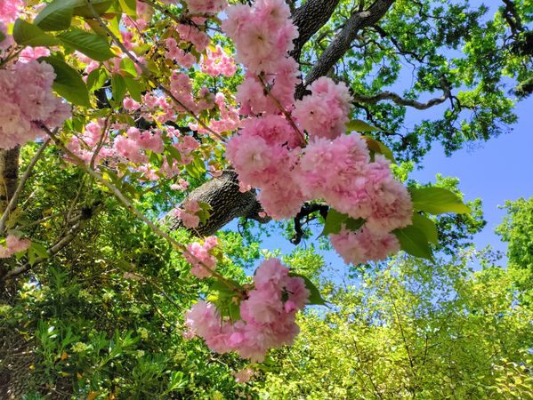 Cherry blossoms tree, horizontal