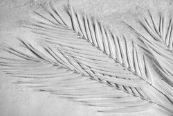 Monochrome palm leaf shadows