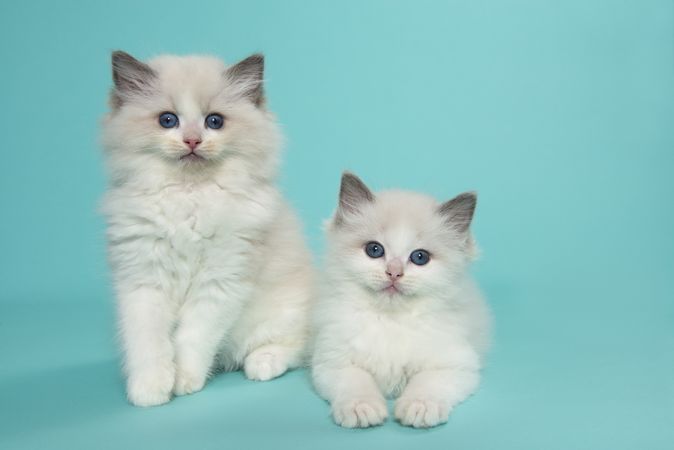 Two cute ragdoll cat kittens with blue eyes looking at the camera, one sitting one lying down on a blue background