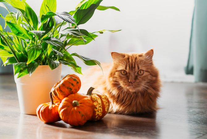 A red cat with an orange pumpkins.  Halloween party concept.