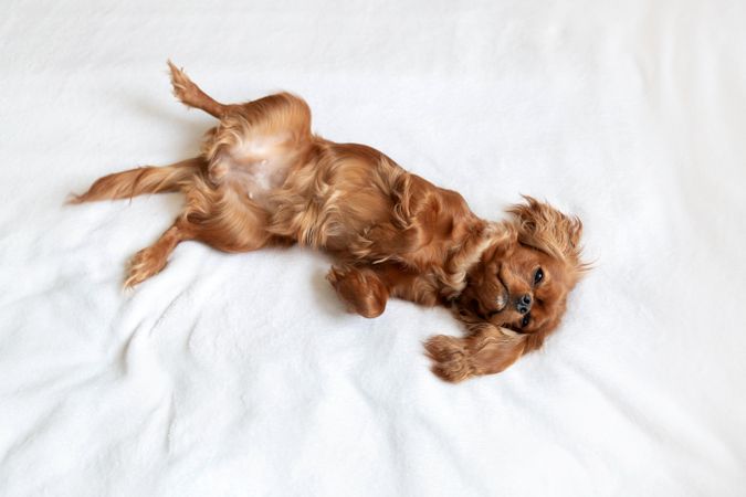 Cavalier spaniel lying on bed