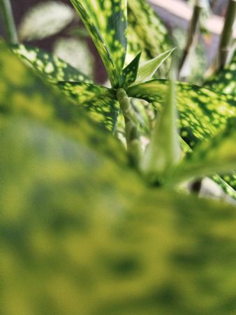 A close-up of vibrant green leaves with yellow speckles, showcasing natural patterns and textures.