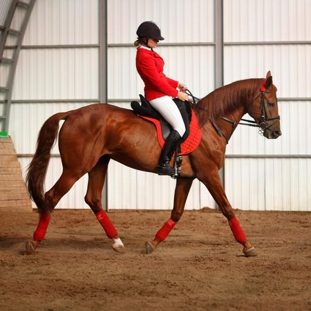 Pedigree horse with horseback rider in red uniform