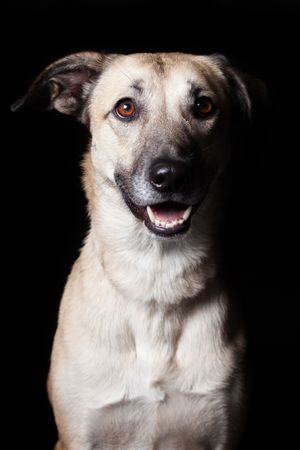 Amazing dog staring at camera