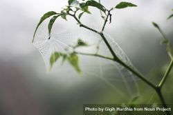 Delicate web on green branches bGw2Xb