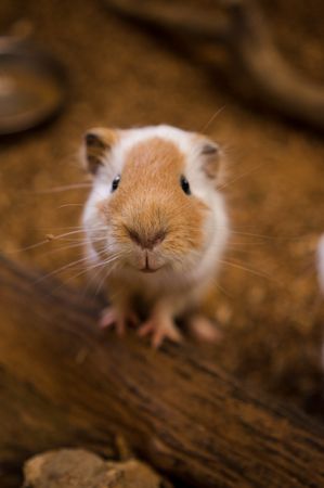 Selective-focus photography of guinea pig