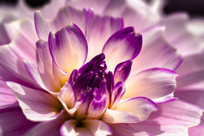 Close up of beautiful light petals with purple tips