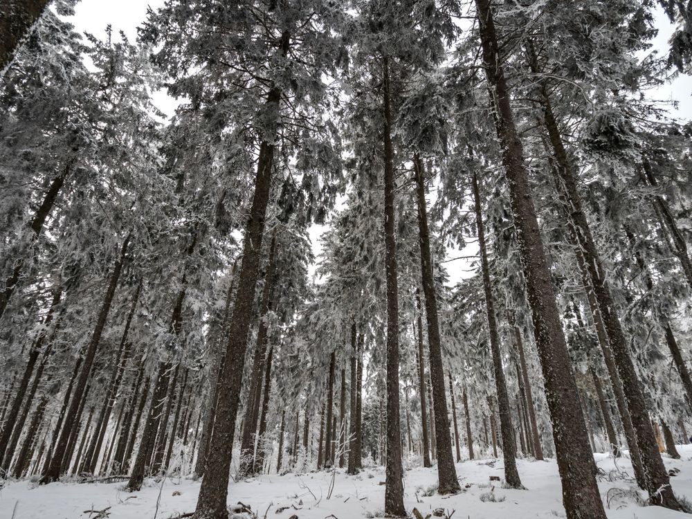 Snow covered forest in the Vosges. Fog covers the mountains.