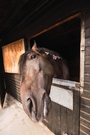 Brown horse in wooden stable