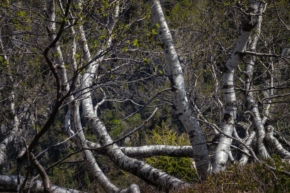 Birch trees growing wild