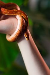 Corn snake wrapped around woman's arm