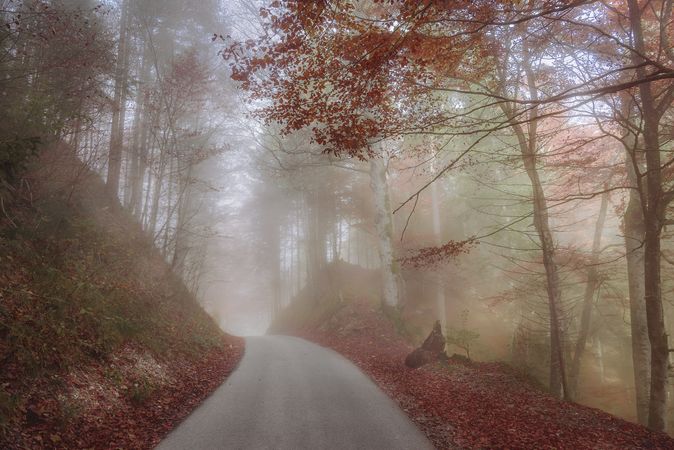 Misty autumn forest and a country road
