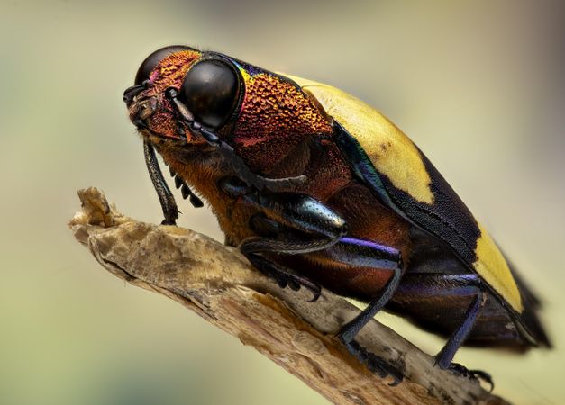 Red and yellow insect perching on twig