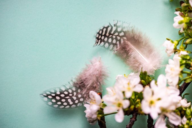Easter card concept with branch of spring flowers with decorative feathers