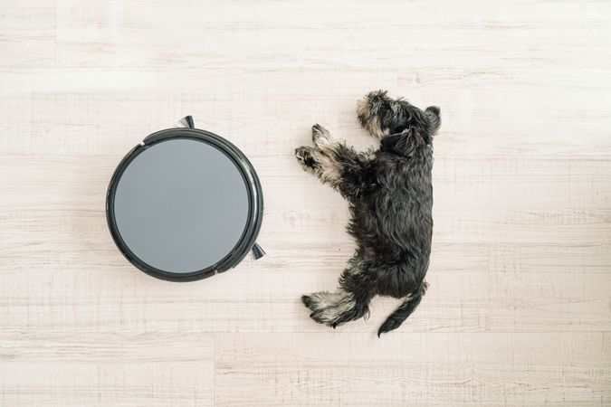 Dog sleeping near round robotic vacuum cleaner on floor