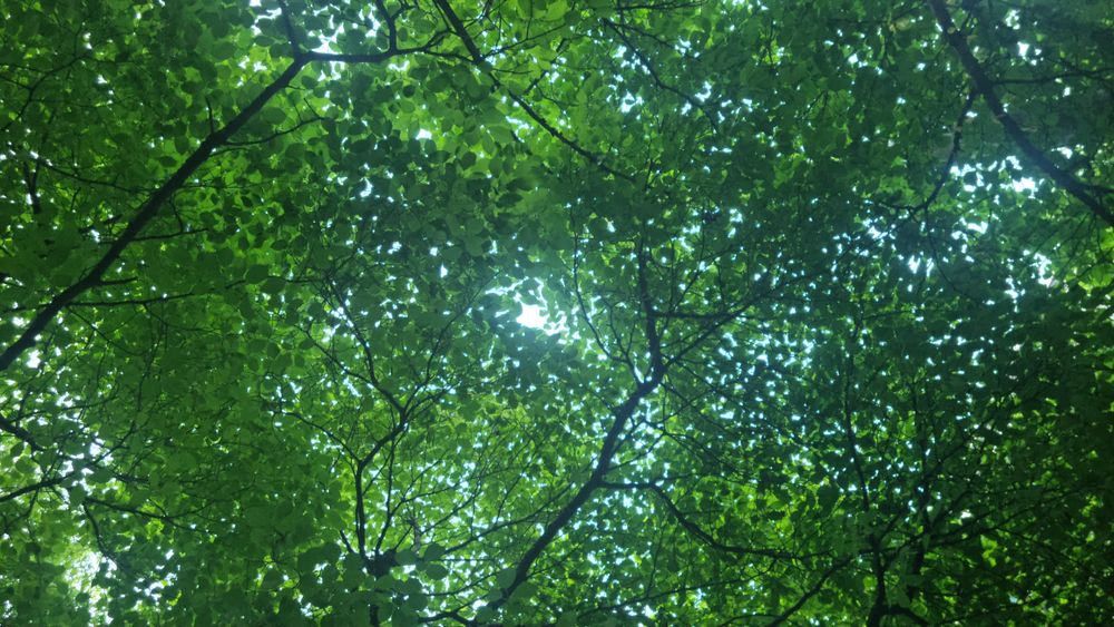 Tree shade