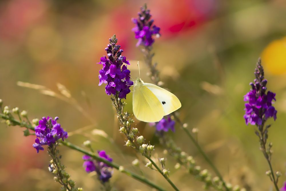 Pieridae butterfly on purple flower