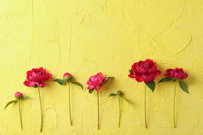 Flat lay composition with beautiful peonies on color background, space for text