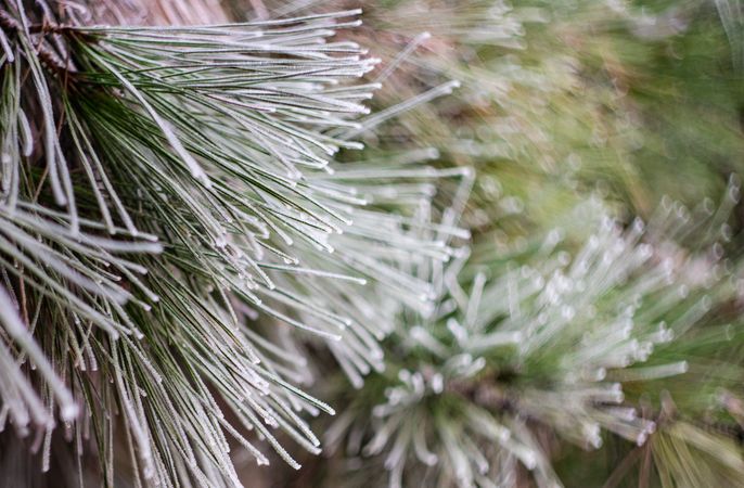 Close up of pine in winter