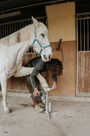 Anonymous farrier measuring horse hoof