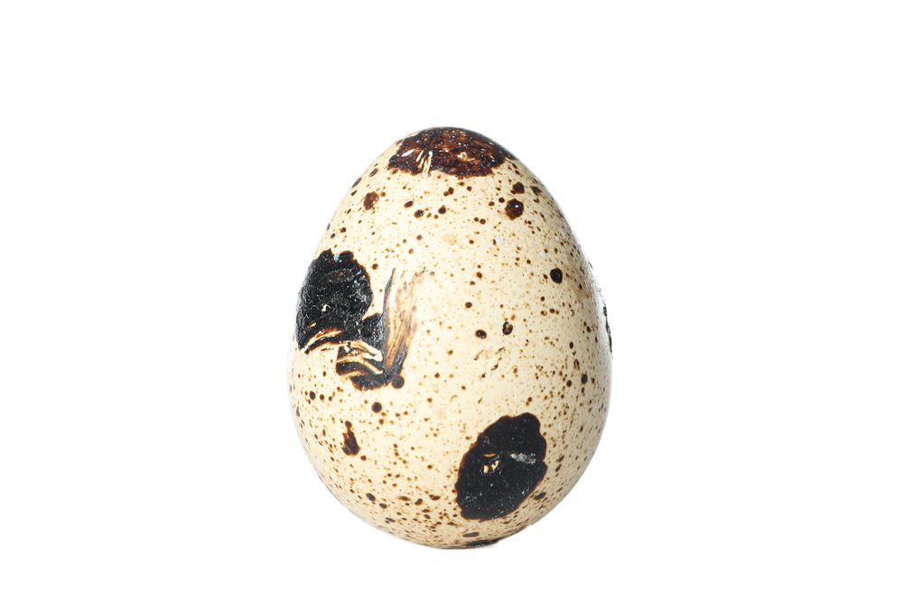 Raw quail egg isolated on blank background