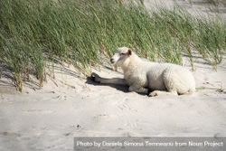 Sheep on light colored sandy beach 0VvXN0