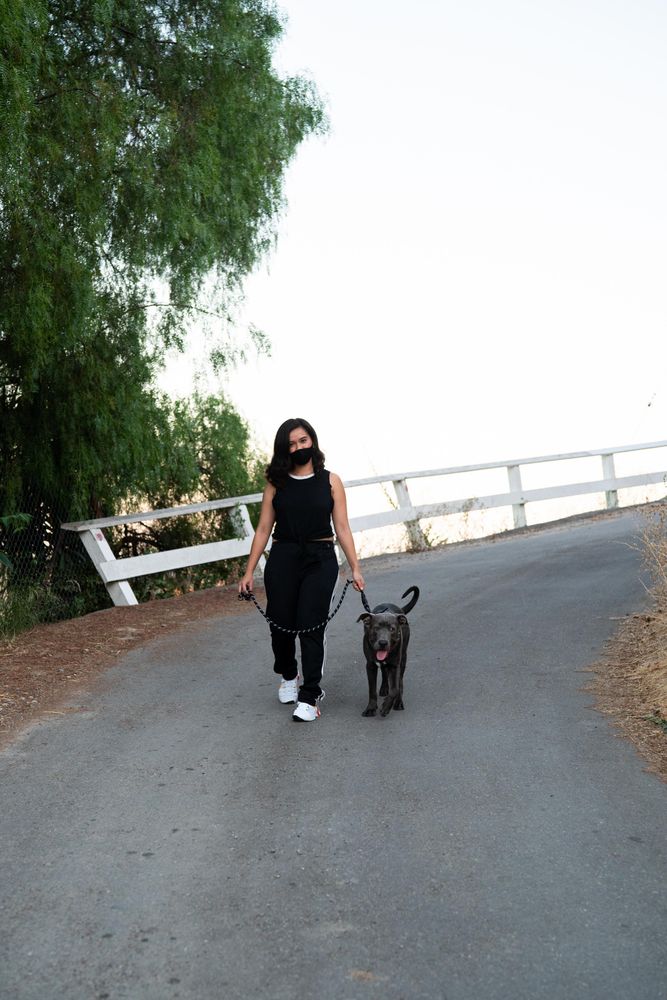 Full length shot of woman in PPE mask waking pit bull dog in the street in the evening