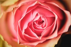 Red rose with gentle petals in blurred background