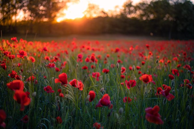Sunset with a field with poppies