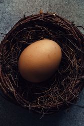 Brown egg in bird nest