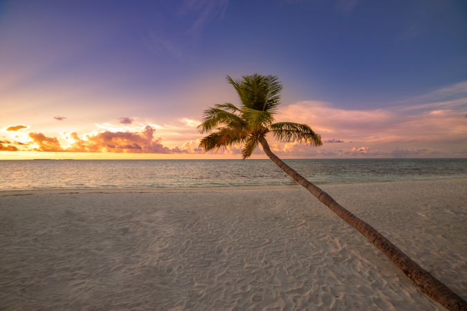Single palm tree on the beach at sunset, landscape