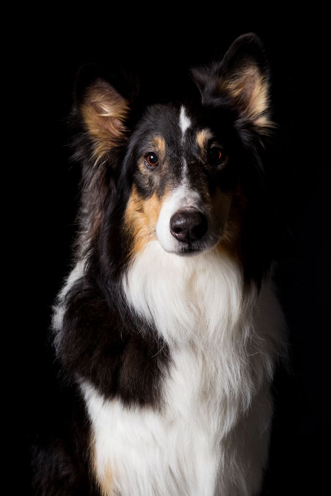 Amazing dog staring at camera