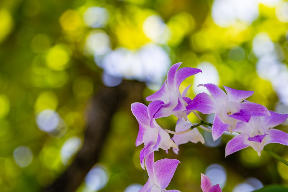 Purple orchid flowers